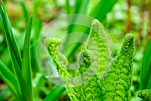 Young green shoots of ferns Polypodiophyta. Spring season. Natural green background.