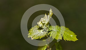 Young, green shoots on a grape Bush.