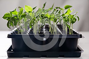 Young green shoots of seedlings grow in plastic containers for seedlings