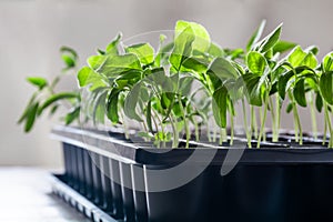 Young green shoots of seedlings grow in plastic containers for seedlings