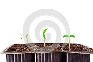 Young green shoots of seedlings in PVC capacity cassette