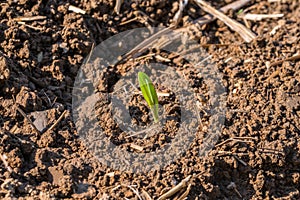 Young green shoots sprout from a field photo