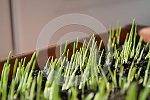 Young green shoots of wheat