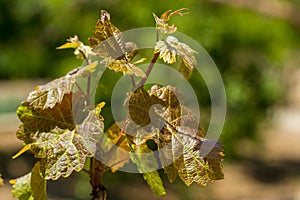 Young green shoots of wine grape plants