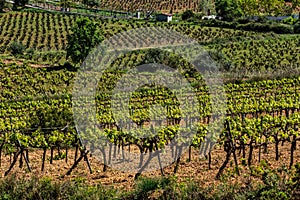 Young green shoots of wine grape plants in rows in vineyard. Field of grape vines in Spain, wine grape area