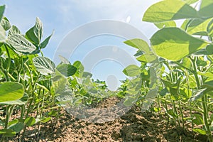 Young green soy plants with large leaves grow in the field.