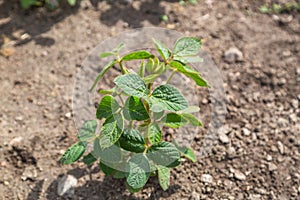 Young green soy plants with large leaves grow in the field