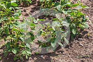 Young green soy plants with large leaves grow in the field