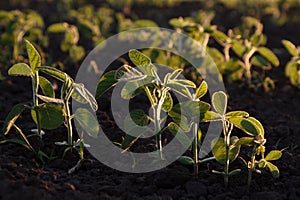 Young green soybean plants in evening light