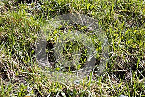 Young green spring grass, background or texture