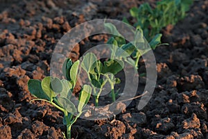 Young green spring pea plants, latin name Pisum Sativum, in cultivated seed bed