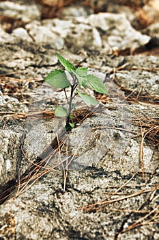 Young green sprout