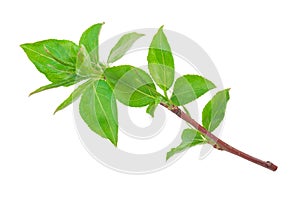 Young green sprout of apple-tree with leaf