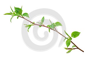 Young green sprout of apple-tree with leaf