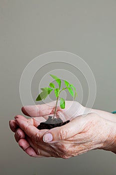 Young green sprout that is carefully held in the hands