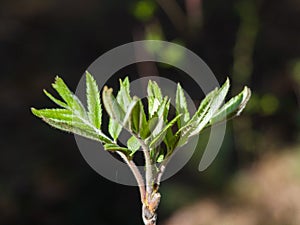 Young green sprout. Close-up