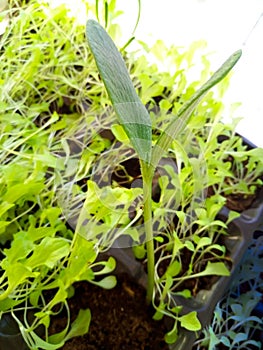 Young green sprout of decorative pumpkin on a green background