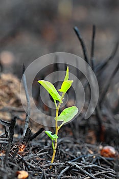 Young green sprout after fire.