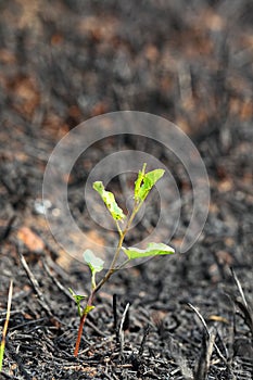 Young green sprout after fire.