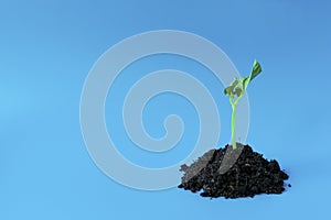 Young green sprout in the ground on a blue background. Seedling of seeds. The growth of new life. spring