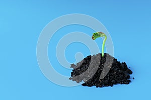 Young green sprout in the ground on a blue background. Seedling of seeds. The growth of new life. spring