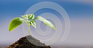 Young green sprout grows from the ground in garden against the blue sky. New life, gardening, agriculture and ecology concept