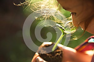 Young green sprout in the hands of a child in the light of the sun on a background of green grass. Natural seedlings, eco-friendly