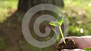 A young green sprout in the hands of a girl on a green background. Sprouting with a lump of soil, taking care of nature and ecolog