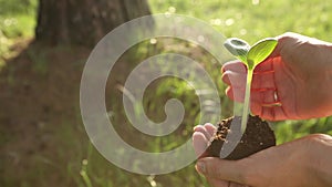 A young green sprout in the hands of a girl on a green background. Sprouting with a lump of soil, taking care of nature and ecolog