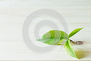 Young green sprout, leaf on wooden background. Wood background. Texture.