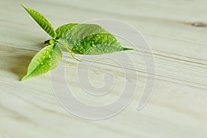 Young green sprout, leaf on wooden background. Wood background. Texture.