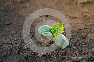 A young green sprout with leaves of a cucumber close-up grows in the soil on a garden bed