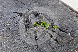 A young green sprout makes its way through the asphalt concrete. The concept of overcoming difficulties, the concept of