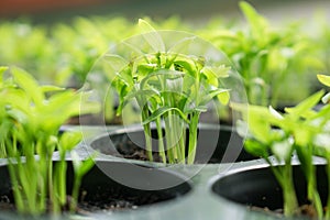 Young green sprout plant of chili in plantation