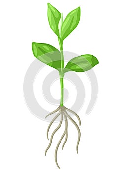 Young green sprout with roots. Agricultural planting illustration.