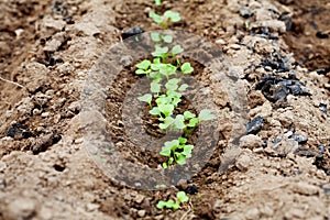 Young green sprout in the soil or ground, spring bed of new crops