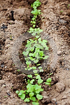 Young green sprout in the soil, spring bed of new crops