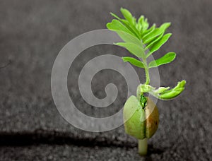 Young green sprout of tamarind tree close up