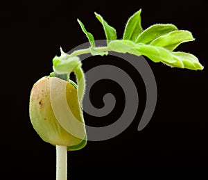 Young green sprout of tamarind tree close up