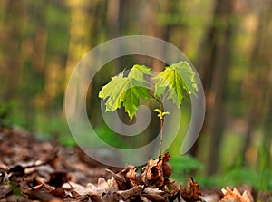 Young green sprout of a tree growing on forest background