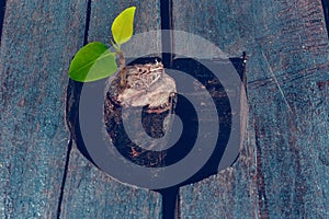 Young green sprout tree growth on tree stump.