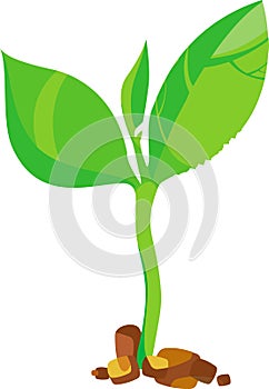 Young green sprout - vector