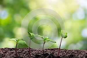 Young green sprout with water drop growing up from soil on blurred green bokeh with soft sunlight background