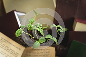 Young green sprouts with drops of water among the expanded books. Concept of spring, education and knowledge