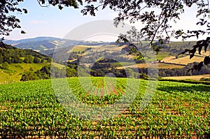 Young, green sprouts in the fields.