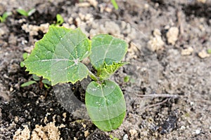 young green sprouts in the ground. Cucumber shoots. Green leaves. Black soil. Vegetable plants. Agricultural business