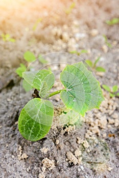 young green sprouts in the ground. Cucumber shoots. Green leaves. Black soil. Vegetable plants. Agricultural business