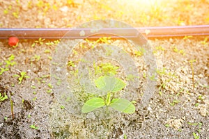 young green sprouts in the ground. Cucumber shoots. Green leaves. Black soil. Vegetable plants. Agricultural business