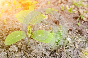 young green sprouts in the ground. Cucumber shoots. Green leaves. Black soil. Vegetable plants. Agricultural business