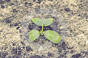 young green sprouts in the ground. Cucumber shoots. Green leaves. Black soil. Vegetable plants. Agricultural business